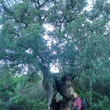 Tommy with another huge cork tree on foot of Pico del Aljibe